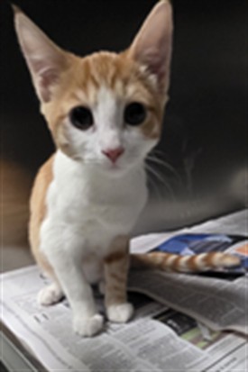 Shelter Stray Male Cat last seen , 11361 W Pico Blvd, Los Angeles, CA 90064, USA