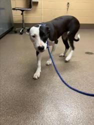 Shelter Stray Female Dog last seen Near BLOCK S HYDRAULIC AVE, WICHITA KS 67216, 3303 N Hillside St, Wichita, KS 67219, USA