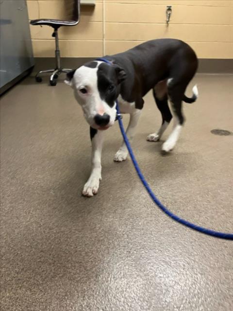 Shelter Stray Female Dog last seen Near BLOCK S HYDRAULIC AVE, WICHITA KS 67216, 3303 N Hillside St, Wichita, KS 67219, USA