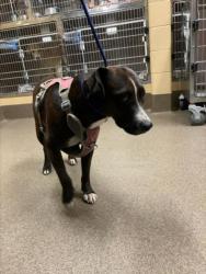 Shelter Stray Female Dog last seen Near BLOCK S HYDRAULIC AVE, WICHITA KS 67216, 3303 N Hillside St, Wichita, KS 67219, USA