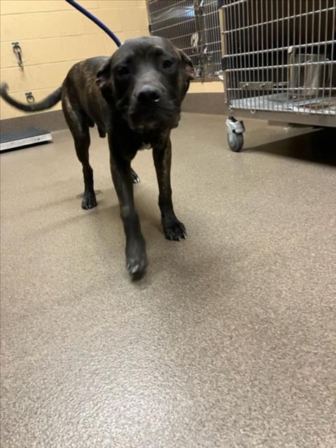 Shelter Stray Male Dog last seen Near BLOCK E DONNELL AVE, WICHITA KS 67216, 3303 N Hillside St, Wichita, KS 67219, USA
