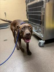 Shelter Stray Male Dog last seen Near BLOCK E DONNELL AVE, WICHITA KS 67216, 3303 N Hillside St, Wichita, KS 67219, USA