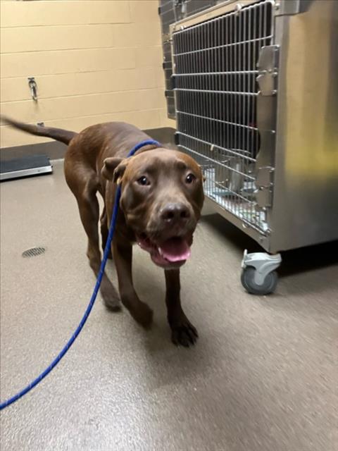 Shelter Stray Male Dog last seen Near BLOCK E DONNELL AVE, WICHITA KS 67216, 3303 N Hillside St, Wichita, KS 67219, USA
