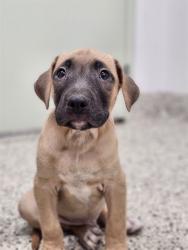 Shelter Stray Male Dog last seen Near BLOCK PREST ST, DETROIT MI 48228, 7401 Chrysler Dr, Detroit, MI 48211, USA