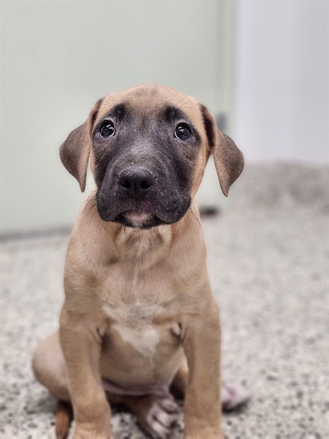 Shelter Stray Male Dog last seen Near BLOCK PREST ST, DETROIT MI 48228, 7401 Chrysler Dr, Detroit, MI 48211, USA