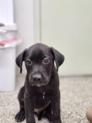 Shelter Stray Male Dog last seen Near BLOCK PREST ST, DETROIT MI 48228, 7401 Chrysler Dr, Detroit, MI 48211, USA