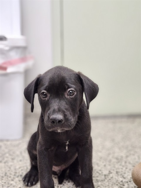 Shelter Stray Male Dog last seen Near BLOCK PREST ST, DETROIT MI 48228, 7401 Chrysler Dr, Detroit, MI 48211, USA
