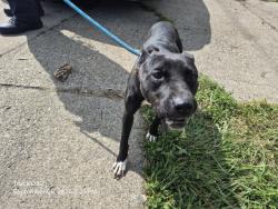 Shelter Stray Female Dog last seen Near BLOCK HOOVER ST, DETROIT, MI 48205, 7401 Chrysler Dr, Detroit, MI 48211, USA
