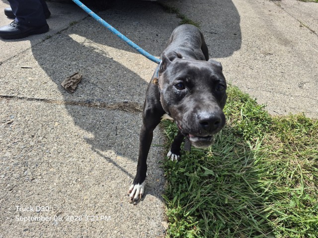 Shelter Stray Female Dog last seen Near BLOCK HOOVER ST, DETROIT, MI 48205, 7401 Chrysler Dr, Detroit, MI 48211, USA