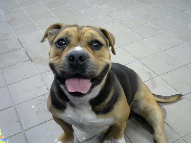 Shelter Stray Female Dog last seen Near BLOCK GERALD AVE SE, 8920 Lomas Blvd NE, Albuquerque, NM 87112, USA