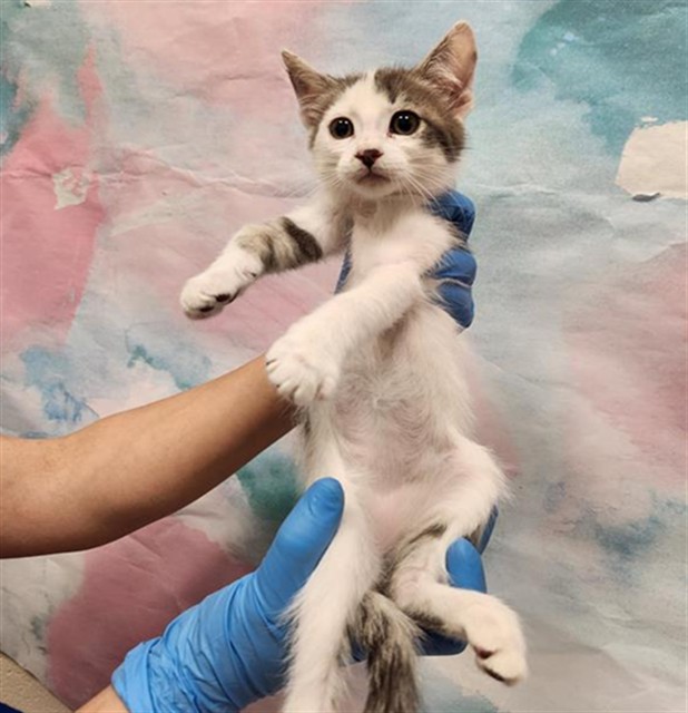 Shelter Stray Female Cat last seen MATINA DR / WILLARD PKWY, 9150 Union Park Way, Elk Grove, CA 95624, USA