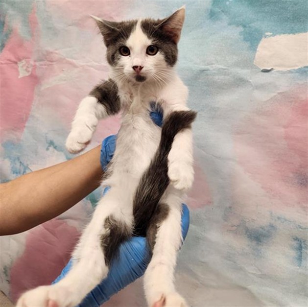 Shelter Stray Female Cat last seen MATINA DR / WILLARD PKWY, 9150 Union Park Way, Elk Grove, CA 95624, USA