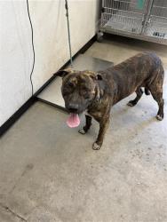 Shelter Stray Male Dog last seen Near BLOCK W MISSION AVE FRESNO CA, 5277 E Airways Blvd, Fresno, CA 93727, USA