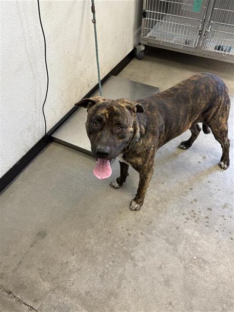 Shelter Stray Male Dog last seen Near BLOCK W MISSION AVE FRESNO CA, 5277 E Airways Blvd, Fresno, CA 93727, USA