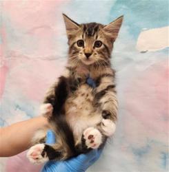 Shelter Stray Male Cat last seen MATINA DR / WILLARD PKWY, 9150 Union Park Way, Elk Grove, CA 95624, USA