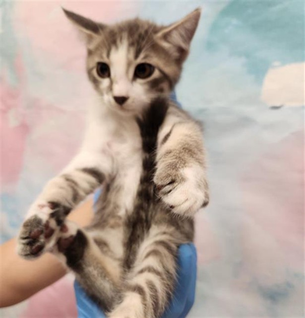 Shelter Stray Male Cat last seen MATINA DR / WILLARD PKWY, 9150 Union Park Way, Elk Grove, CA 95624, USA
