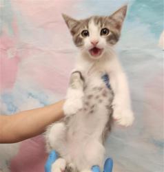 Shelter Stray Male Cat last seen MATINA DR / WILLARD PKWY, 9150 Union Park Way, Elk Grove, CA 95624, USA