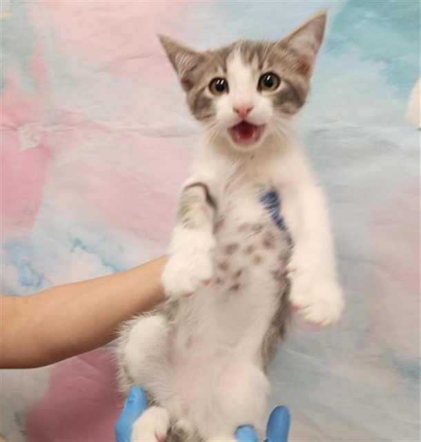 Shelter Stray Male Cat last seen MATINA DR / WILLARD PKWY, 9150 Union Park Way, Elk Grove, CA 95624, USA