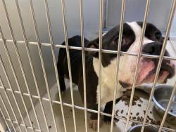 Shelter Stray Male Dog last seen 50TH AND FOND DU LAC, 3839 W Burnham St, West Milwaukee, WI 53215, USA