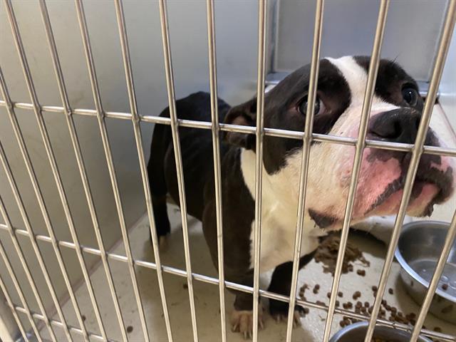 Shelter Stray Male Dog last seen 50TH AND FOND DU LAC, 3839 W Burnham St, West Milwaukee, WI 53215, USA
