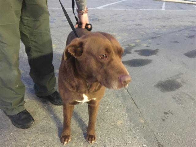 Shelter Stray Female Dog last seen FOOTHILL DR, BAKERSFIELD CA 93306, 3951 Fruitvale Ave, Bakersfield, CA 93308, USA