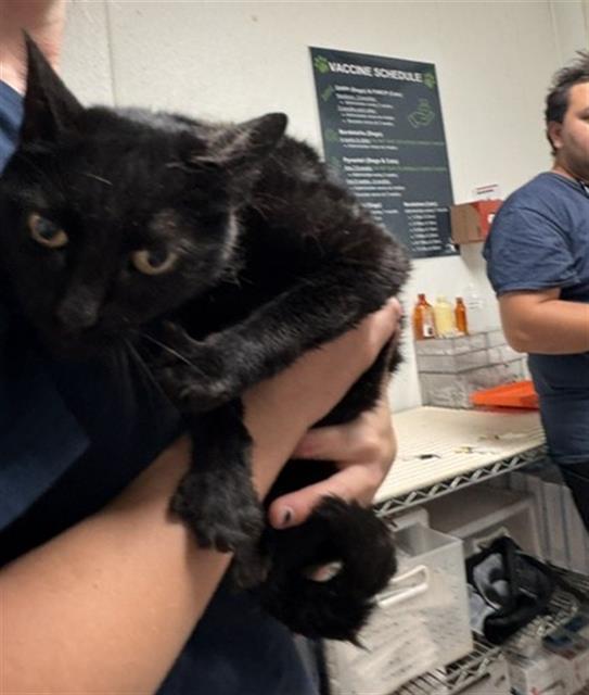 Shelter Stray Female Cat last seen Near BLOCK SANTA BARBARA DR, TEHACHAPI CA 93561, 3951 Fruitvale Ave, Bakersfield, CA 93308, USA