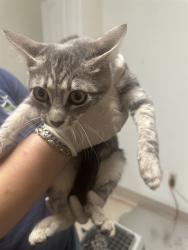 Shelter Stray Male Cat last seen BURLANDO RD, KERNVILLE CA 93238, 3951 Fruitvale Ave, Bakersfield, CA 93308, USA