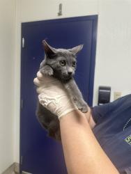 Shelter Stray Female Cat last seen BURLANDO RD, KERNVILLE CA 93238, 3951 Fruitvale Ave, Bakersfield, CA 93308, USA