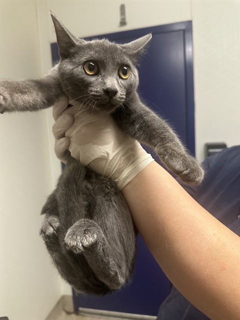 Shelter Stray Male Cat last seen BURLANDO RD, KERNVILLE CA 93238, 3951 Fruitvale Ave, Bakersfield, CA 93308, USA