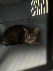 Shelter Stray Female Cat last seen BURLANDO RD, KERNVILLE CA 93238, 3951 Fruitvale Ave, Bakersfield, CA 93308, USA