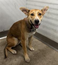 Shelter Stray Female Dog last seen RIALTO X TIPPICANOE, 333 Chandler Pl, San Bernardino, CA 92408, USA