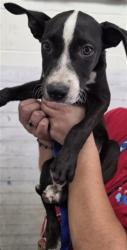 Shelter Stray Female Dog last seen F ST, 333 Chandler Pl, San Bernardino, CA 92408, USA