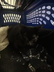 Shelter Stray Female Cat last seen BURLANDO RD, KERNVILLE CA 93238, 3951 Fruitvale Ave, Bakersfield, CA 93308, USA