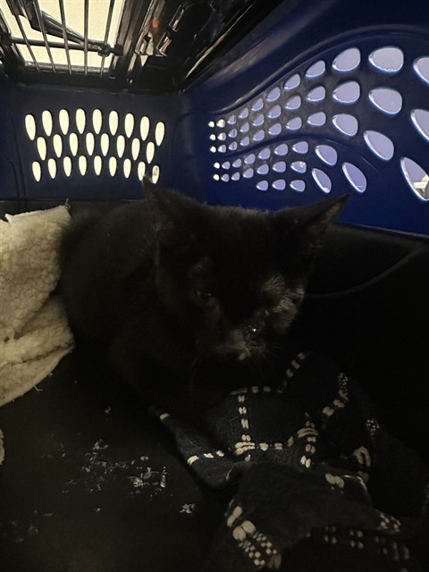 Shelter Stray Female Cat last seen BURLANDO RD, KERNVILLE CA 93238, 3951 Fruitvale Ave, Bakersfield, CA 93308, USA