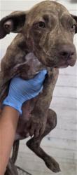 Shelter Stray Male Dog last seen F ST, 333 Chandler Pl, San Bernardino, CA 92408, USA