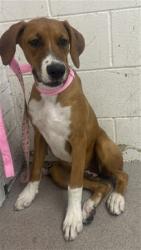 Shelter Stray Female Dog last seen Near BLOCK CYPRESS AVE, 333 Chandler Pl, San Bernardino, CA 92408, USA