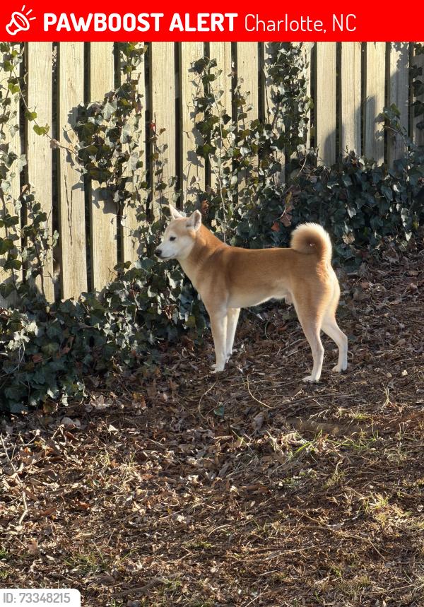 Lost Male Dog last seen Dearmon/Brownr, Charlotte, NC 28269