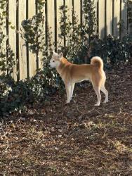 Lost Male Dog last seen Dearmon/Brownr, Charlotte, NC 28269