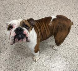 Shelter Stray Female Dog last seen Near BLOCK 96TH AVE- FEDERAL ELEMENTARY SCHOOL, 12155 Park Blvd, Brighton, CO 80601, USA