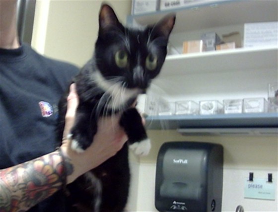 Shelter Stray Female Cat last seen Near BLOCK S PERRY ST, DENVER CO 80219, 1241 W Bayaud Ave, Denver, CO 80223, USA