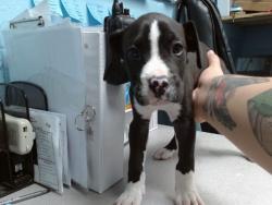 Shelter Stray Male Dog last seen Near BLOCK ALVARADO SE, 11800 Sunset Gardens Rd SW, Albuquerque, NM 87121, USA