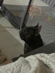 Reunited Female Dog last seen SW 11th Dr, Deerfield Beach, FL 33441