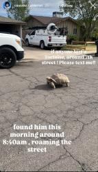 Found/Stray Unknown Reptile last seen 7th Street, Mesa, AZ 85201
