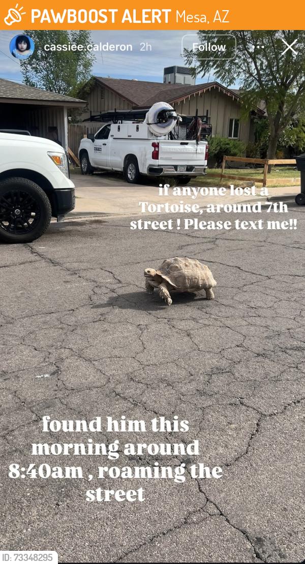 Found/Stray Unknown Reptile last seen 7th Street, Mesa, AZ 85201