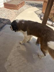 Found/Stray Unknown Dog last seen Atlantic circle, Aurora, CO 80017