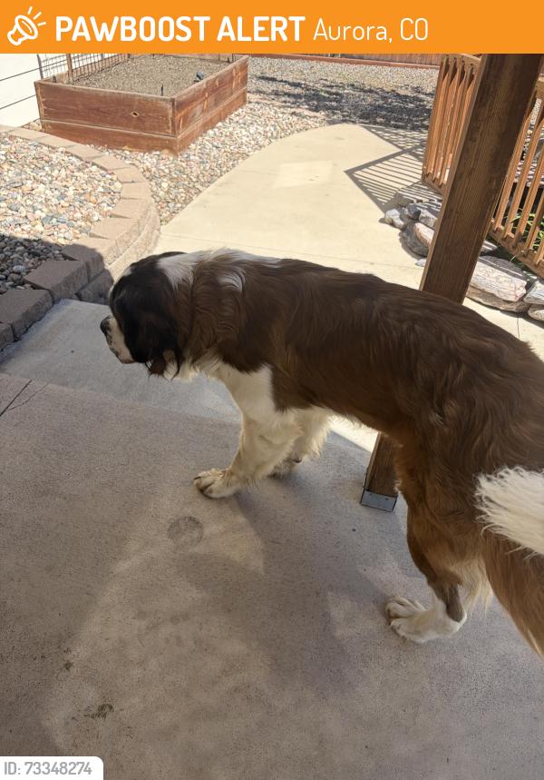 Found/Stray Unknown Dog last seen Atlantic circle, Aurora, CO 80017