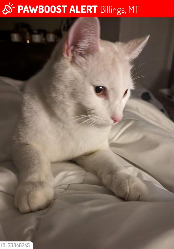 Lost Male Cat last seen Vermillion/Aurora Dr/ Lillis park, Billings, MT 59102