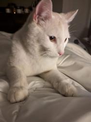 Lost Male Cat last seen Vermillion/Aurora Dr/ Lillis park, Billings, MT 59102