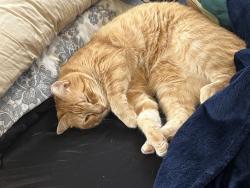 Reunited Male Cat last seen S 14th st, Boise, ID 83702