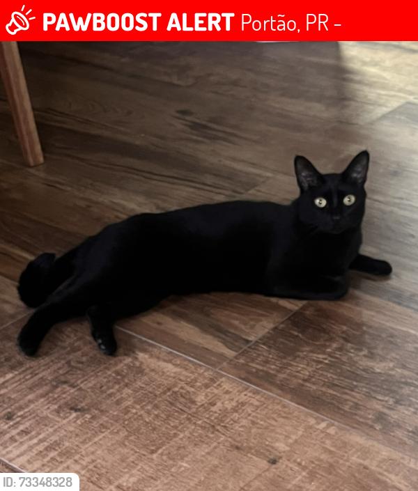 Lost Female Cat last seen Rua Felinto Bento Vianna, 226, Casa 4, Portão, PR 81070-300